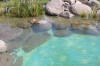 Transformation d'une piscine classique en bassin baignade 2  11 