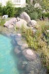 Transformation d'une piscine classique en bassin baignade 3  51 