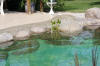 Transformation d'une piscine classique en bassin baignade 3  39 