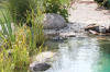 Transformation d'une piscine classique en bassin baignade 4  48 