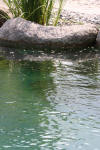 Transformation d'une piscine classique en bassin baignade 4  2 