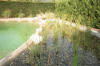 Un bassin baignade dans les Vosges - PAGE PHOTO 2  36 