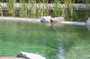 Un bassin baignade dans les Vosges - PAGE PHOTO 3  40 