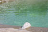 Un bassin baignade dans les Vosges - PAGE PHOTO 3  25 