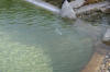 Un bassin baignade dans les Vosges - PAGE PHOTO 3  21 