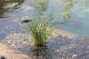 Un bassin baignade dans les Vosges - PAGE PHOTO 4  40 