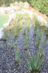 Un bassin baignade dans les Vosges - PAGE PHOTO 4  29 