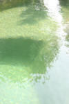 Un bassin baignade dans les Vosges - PAGE PHOTO et VIDEO  6 