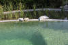 Un bassin baignade dans les Vosges - PAGE PHOTO et VIDEO  3 