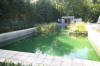 Piscine transforme en piscine biologique en images  37 