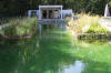 Piscine transforme en piscine biologique en images  18 