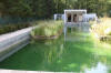 Piscine transforme en piscine biologique en images  12 