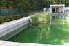 Piscine transforme en piscine biologique en images  11 