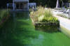 Piscine transforme en piscine biologique en images  9 