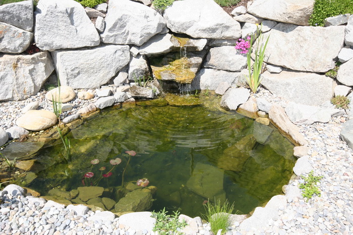 Mini piscine biologique et bassin de jardin - le bassin  2 