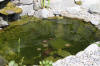 Mini piscine biologique et bassin de jardin - le bassin  14 