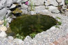 Mini piscine biologique et bassin de jardin - le bassin  13 