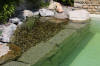Mini piscine biologique et bassin de jardin - la piscine biologique  23 