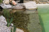 Mini piscine biologique et bassin de jardin - la piscine biologique  15 