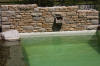 Mini piscine biologique et bassin de jardin - la piscine biologique  12 