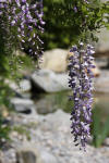 Mini piscine biologique et bassin de jardin - la piscine biologique  19 