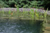 Un bassin baignade dans les Voges set de photos 1  16 