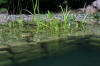 Un bassin baignade dans les Voges set de photos 2  34 