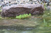 Un bassin baignade dans les Voges set de photos 2  5 