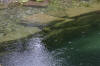 Un bassin baignade dans les Voges set de photos 2  3 