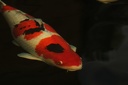 IMG 5952