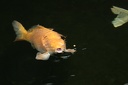 IMG 5963