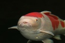 IMG 5967