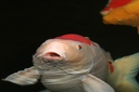 IMG 5969