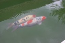 IMG 1533