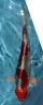 cuve03 062 KUJAKU 30-35