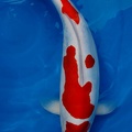 Doitsu Kohaku 68 cm