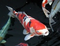 IMG 0480