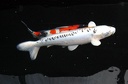 IMG 0486
