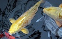 IMG 0487