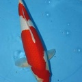 2 stap kohaku 2