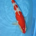 3 steps kohaku