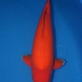 benigoi 70cm big rose