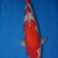 kohaku new symbol 54cm