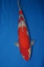 kohaku new symbol 54cm