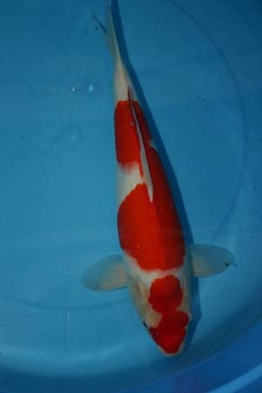 maruten kohaku