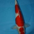 maruten kohaku