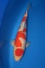 picasso new symbol 55cm