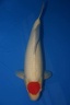 tancho kohaku 55cm beauty rose