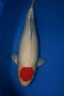 tancho kohaku 67cm nozomi