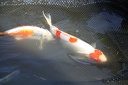 IMG 4028